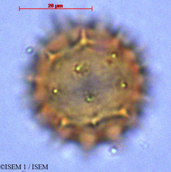ISEM 1/Espeletia_picnophylla_29037/Espeletia_picnophylla_29037_0001(copy).jpg
